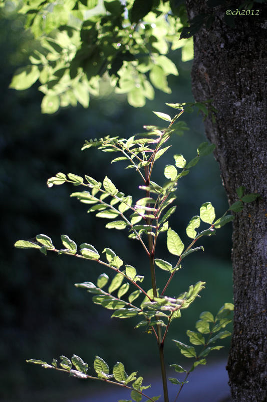 Going Green in August #11 - Late evening sunlight