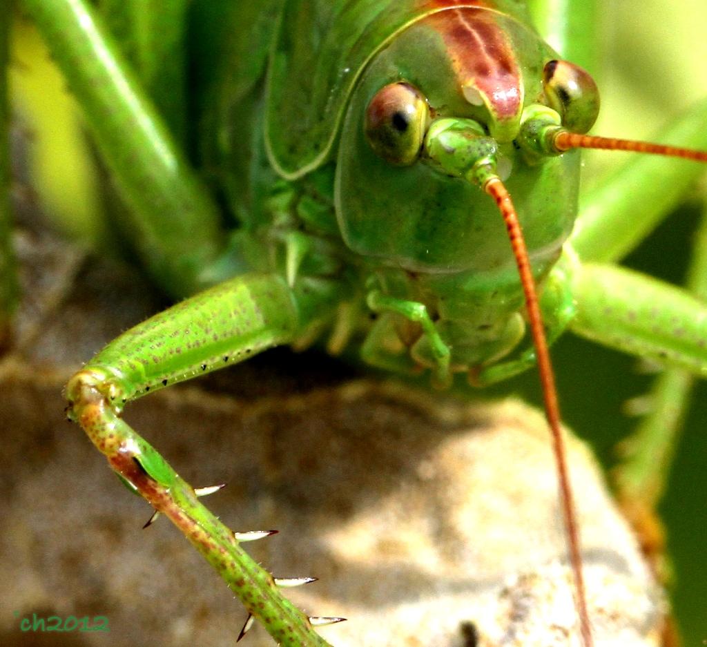 Going Green #20 - Great Green Bush Cricket