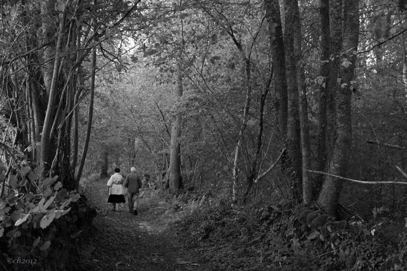 Forest Path Haiku #4