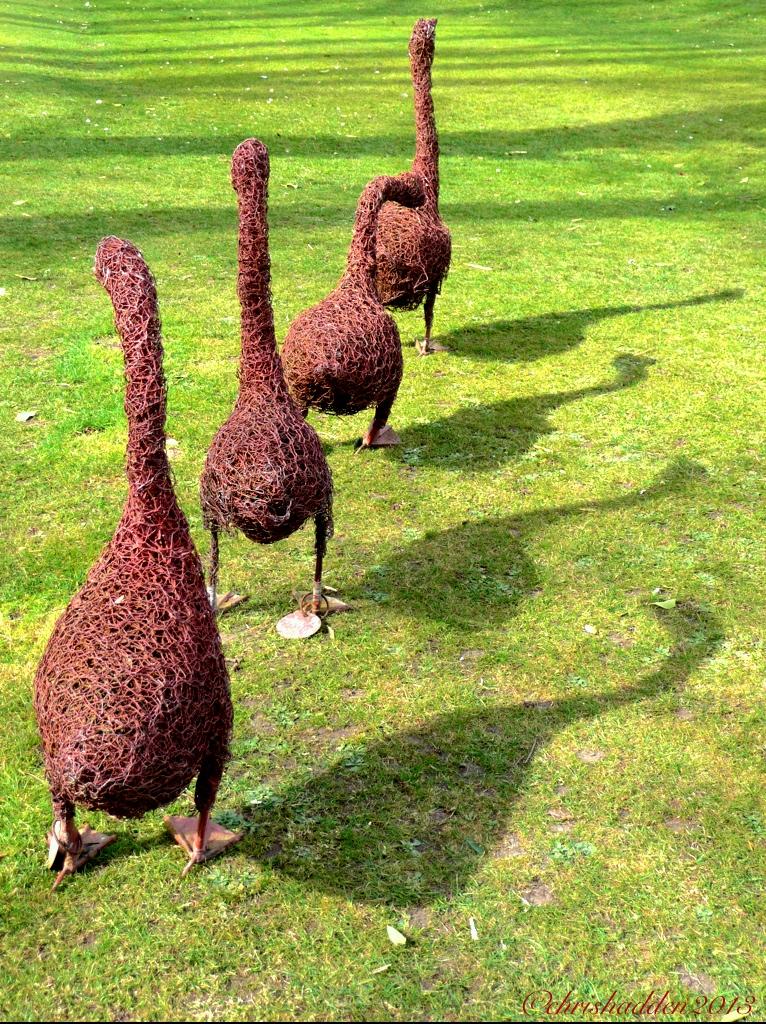 Geese and their shadow