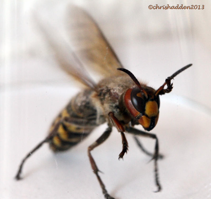 July 9th - Hornet - Vespa crabro