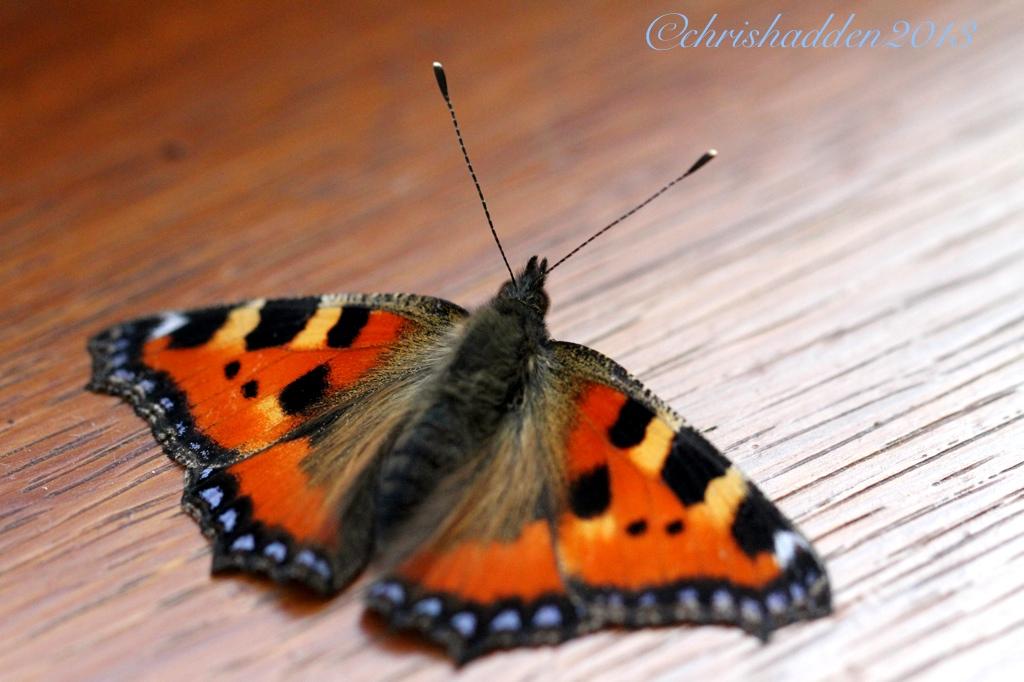 July 12th - tortoiseshell butterfly - Aglais polychloros 