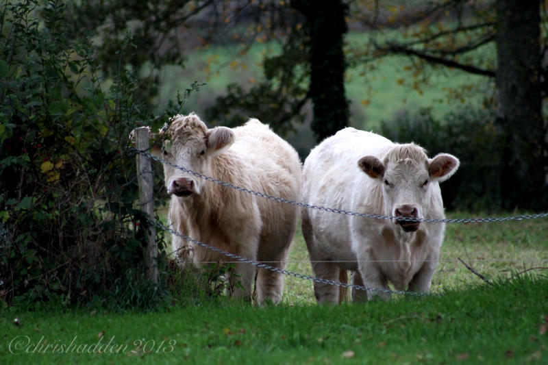 Musical Medleys #10 - Neighbours