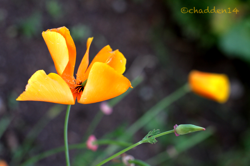 Californian poppy