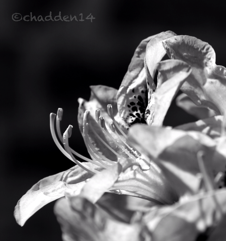 Mono #7 - Rhododendrons 