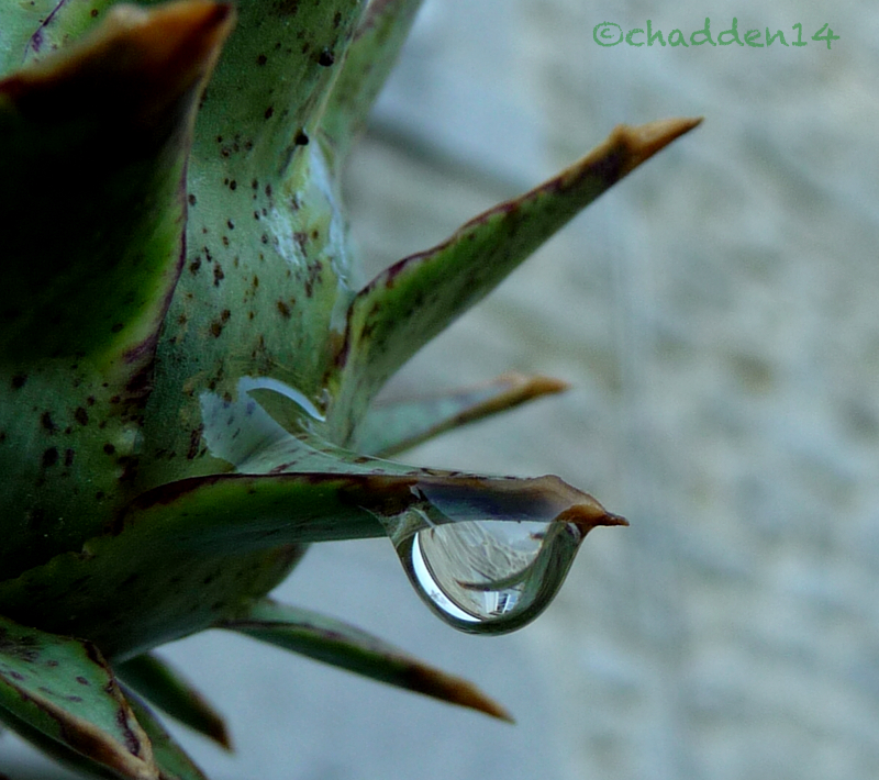 Artichoke drop