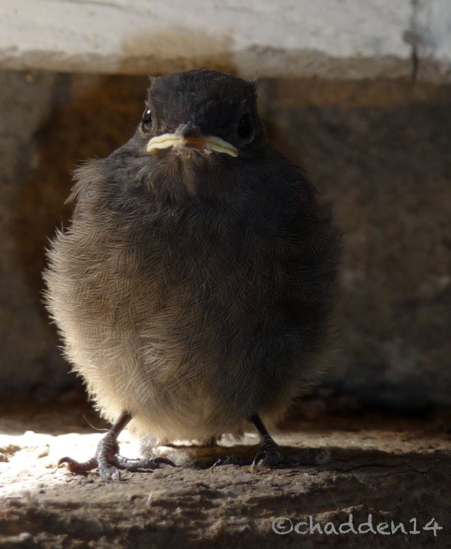 Fledgling redstart