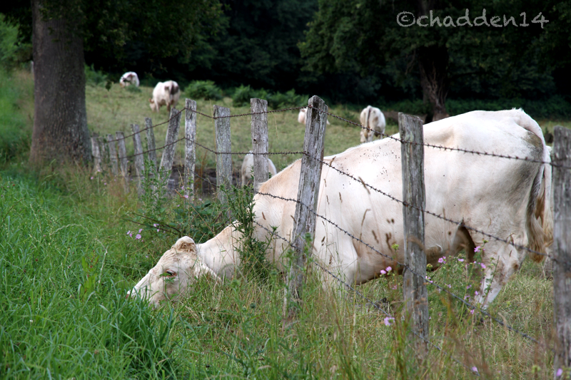 The Grass is always Greener!