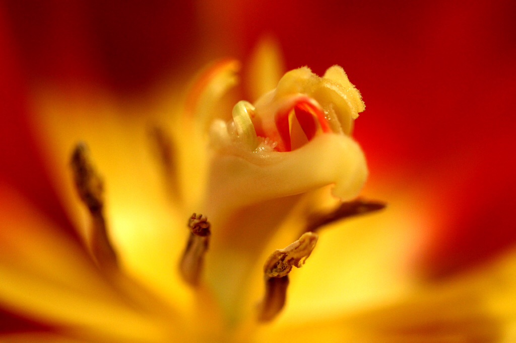 Natures Intricacies