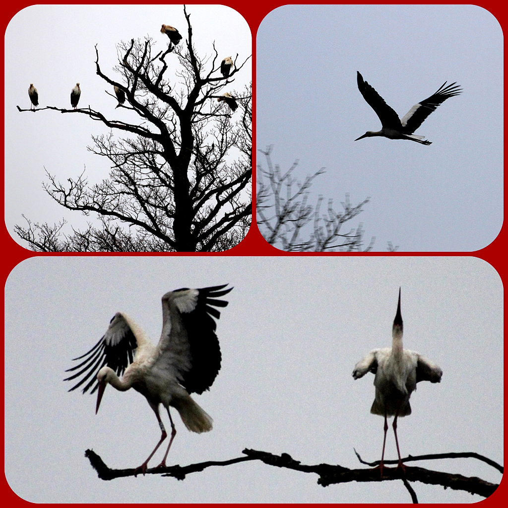 White storks