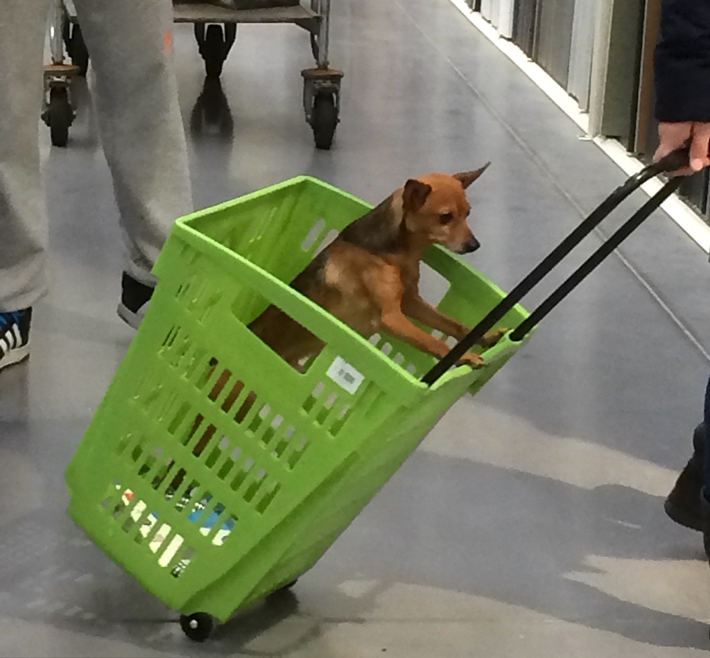 Shopping in the local DIY store