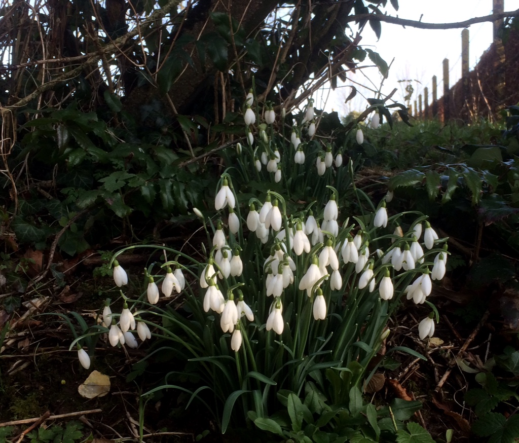 snowdrops everywhere