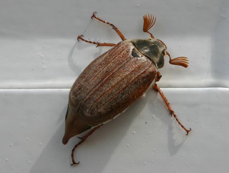 cockchafer beetle