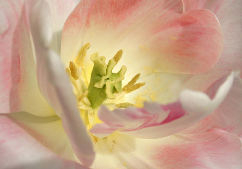 pink and white tulip