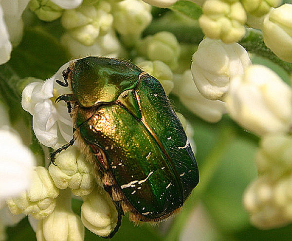 Cetonia Aurata - Rose chafer beetle