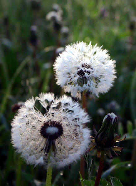early morning dew