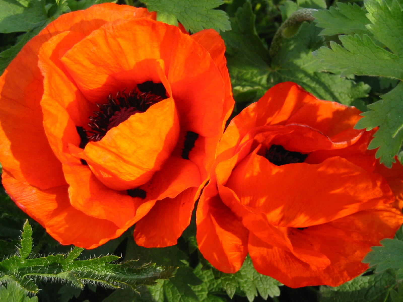 poppies