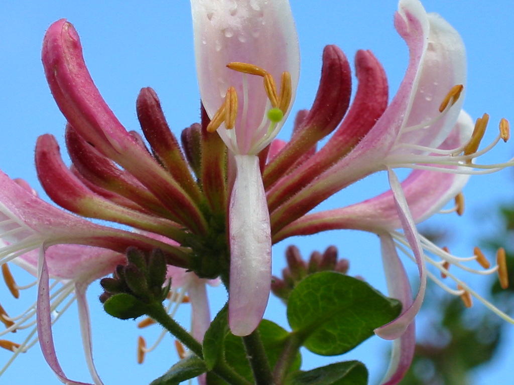 honeysuckle