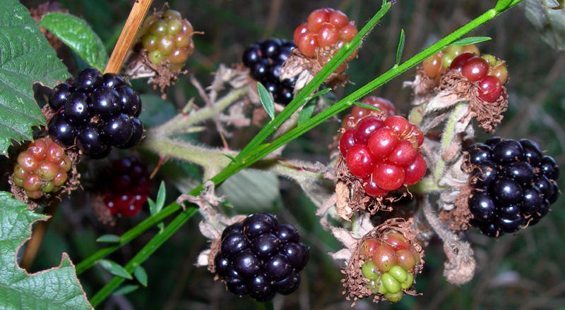 Early Autumn