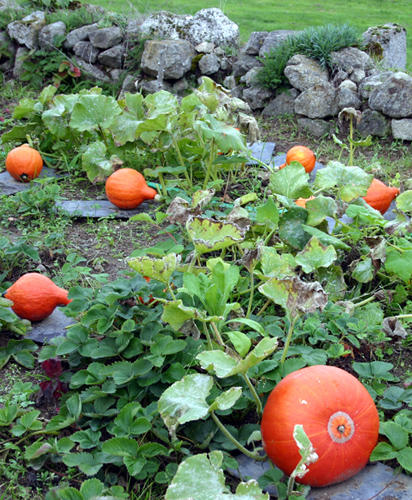 pumpkin patch