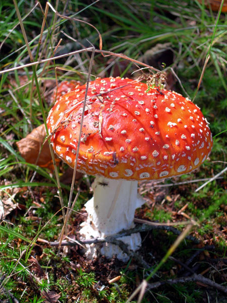 Fly Agaric