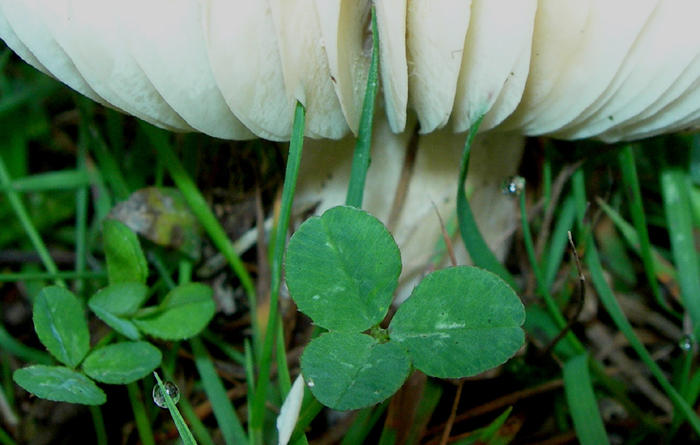 under a toadstool