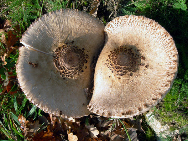 Probably edible Parasols - but who knows?