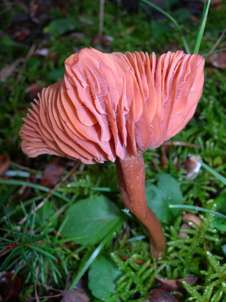 another unknown beauty