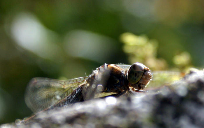 dragonfly