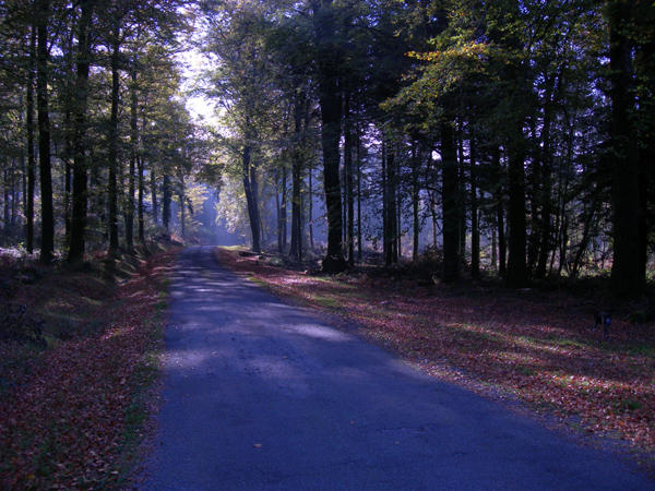 Foret des Chabrieres