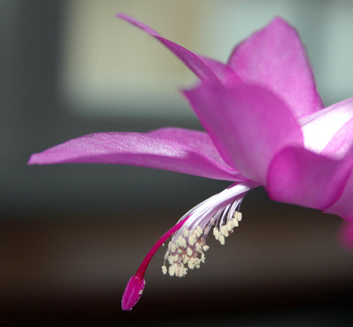 Christmas Cactus