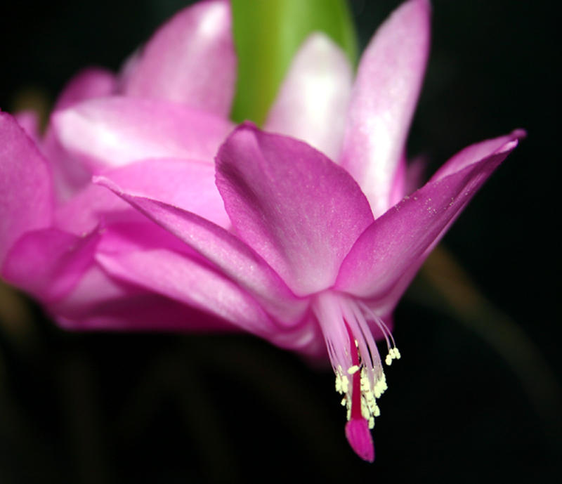 Christmas Cactus