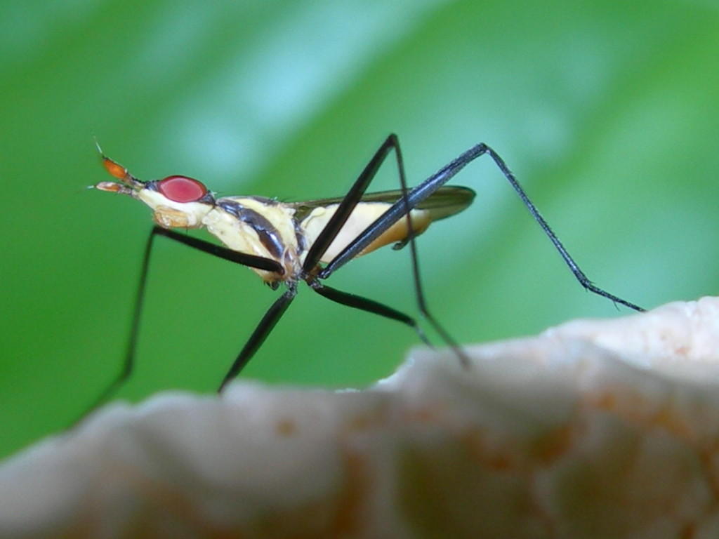 rainforest bug