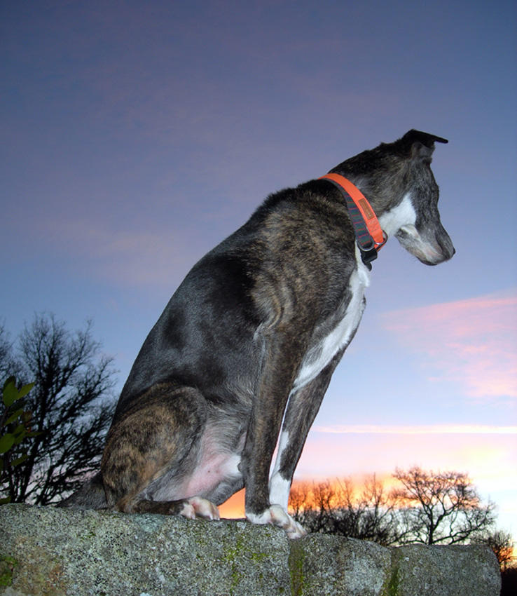 watching the dawn