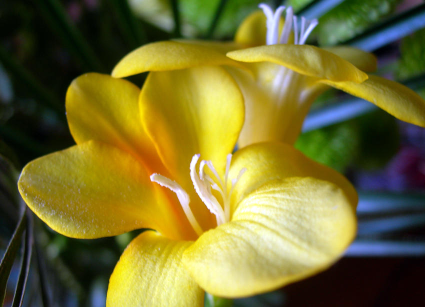 freesia
