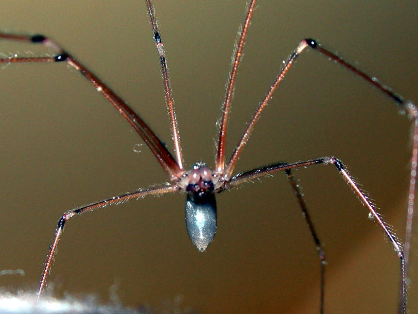 spider