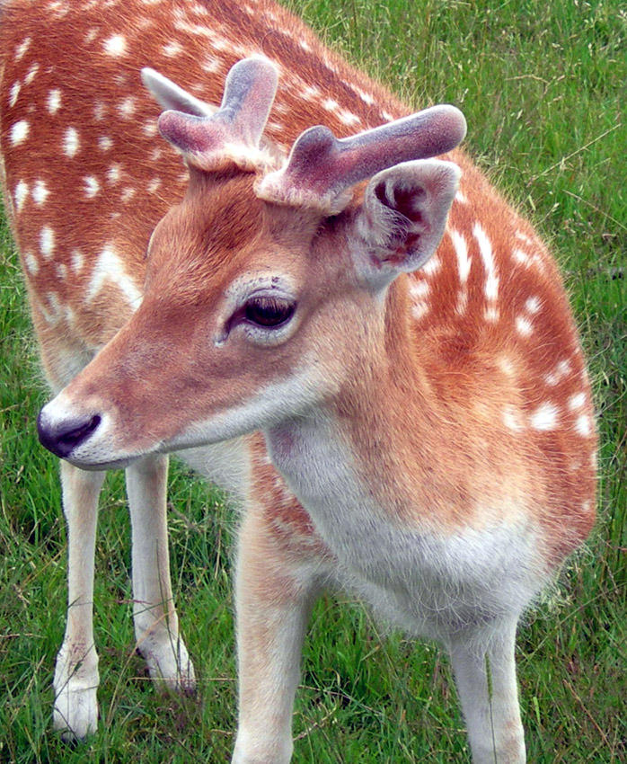 Fallow deer