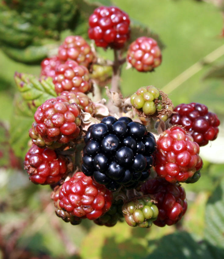 blackberry