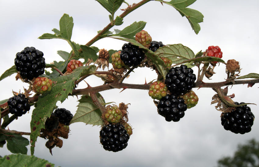 blackberries