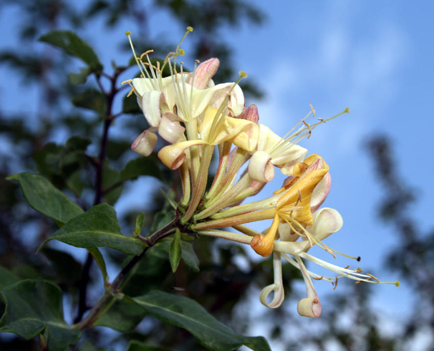 autumnal Honeysuckle