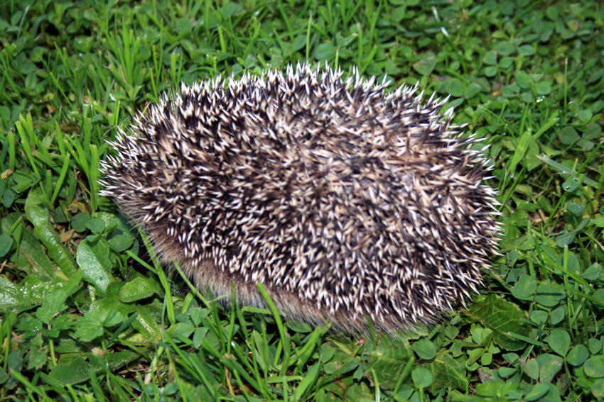 mini hedgehog