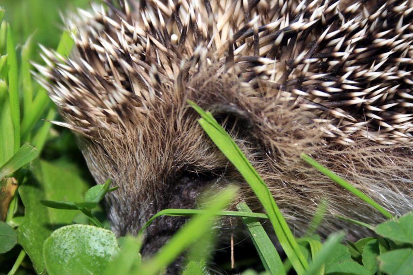 mini Hedgehog
