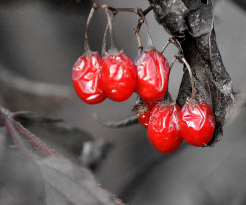 berry selection