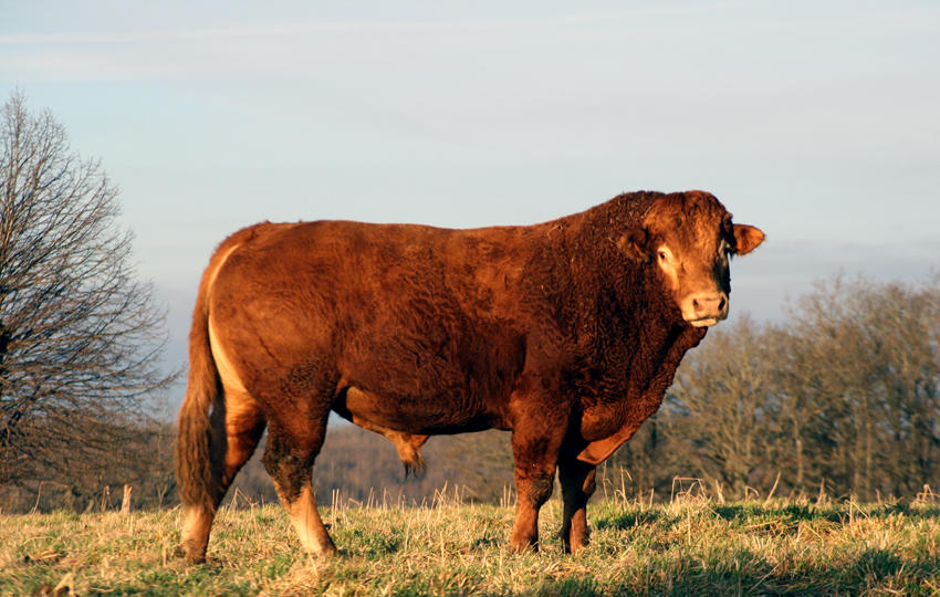 Bull - this time a Limousin
