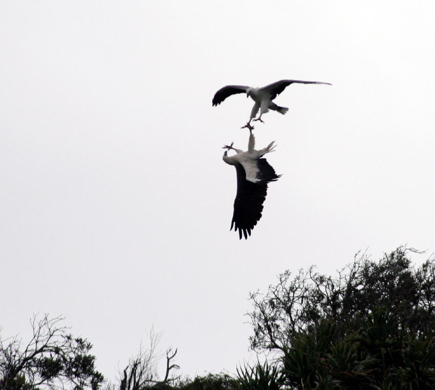 White Bellied Sea-Eagles