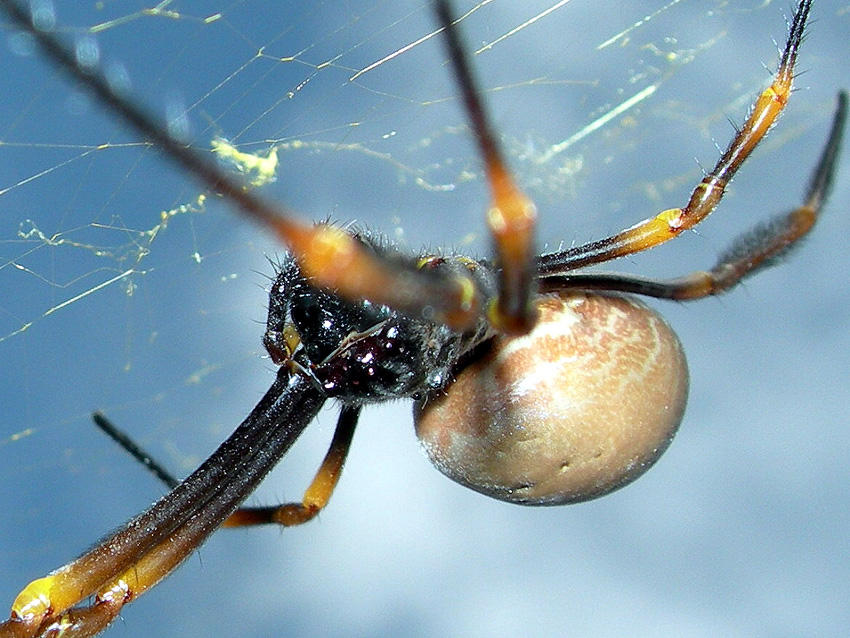 Golden Orb Spider