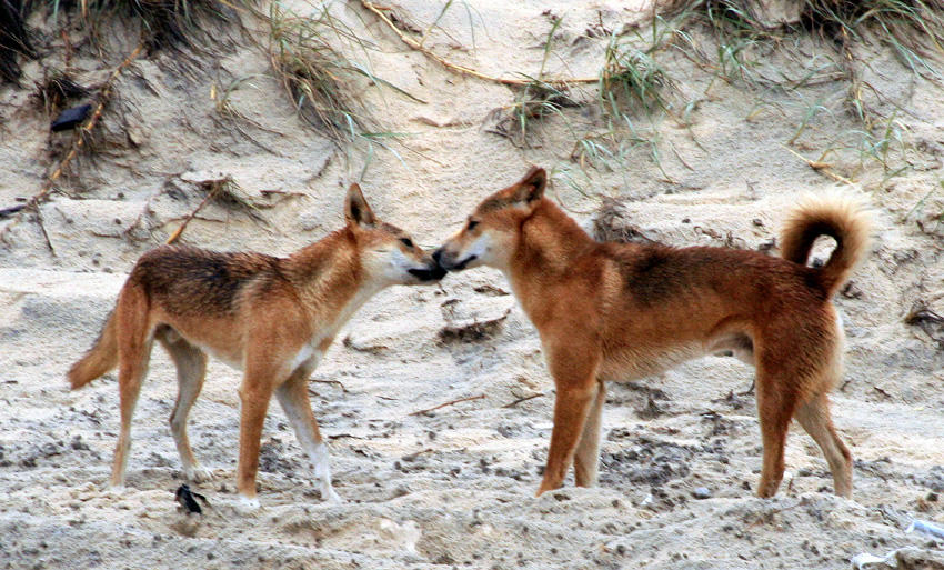 Dingo tte--tte