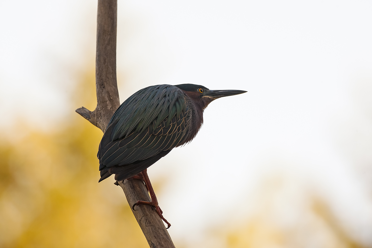 Green Heron