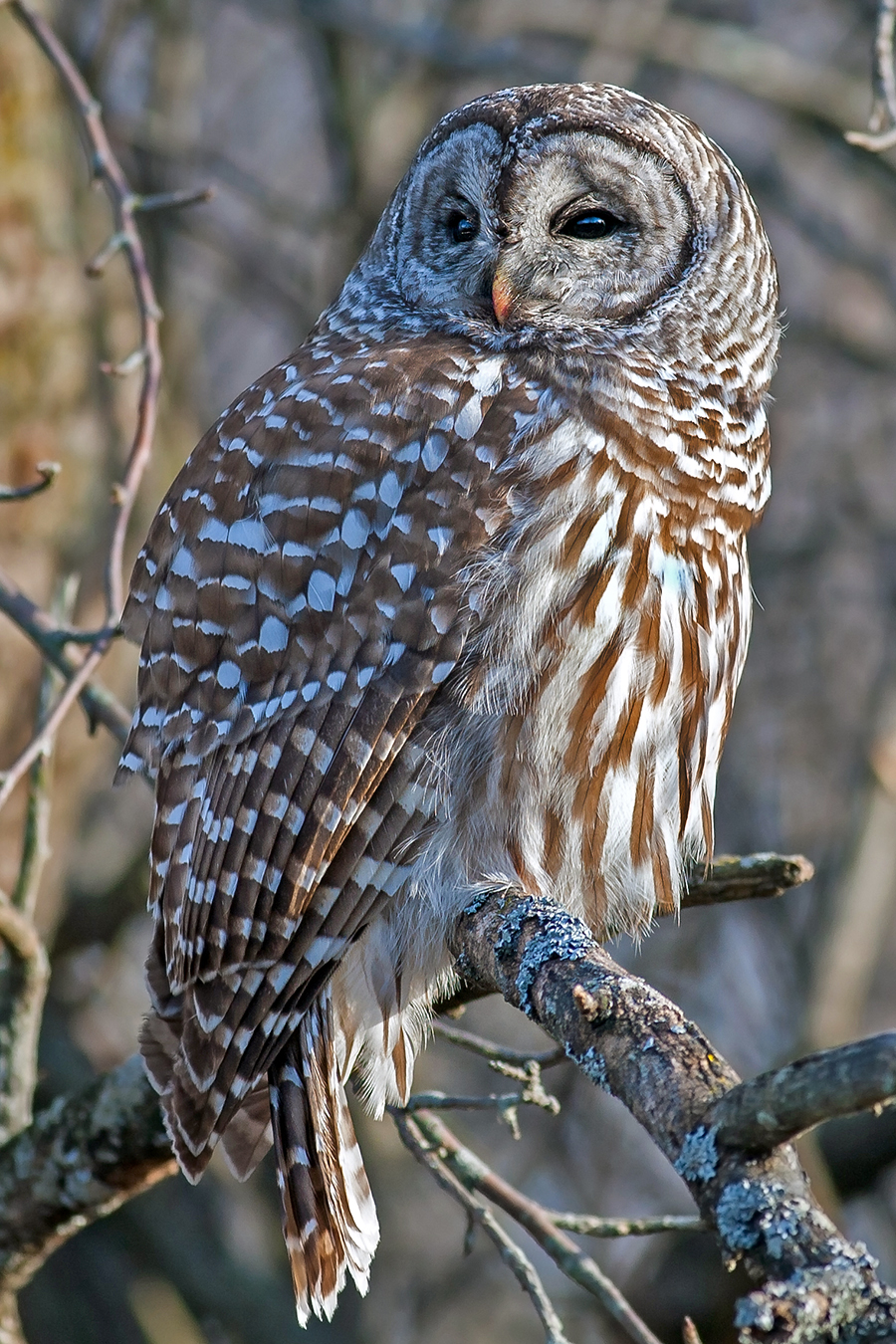 Barred Owl (2014 revisit)