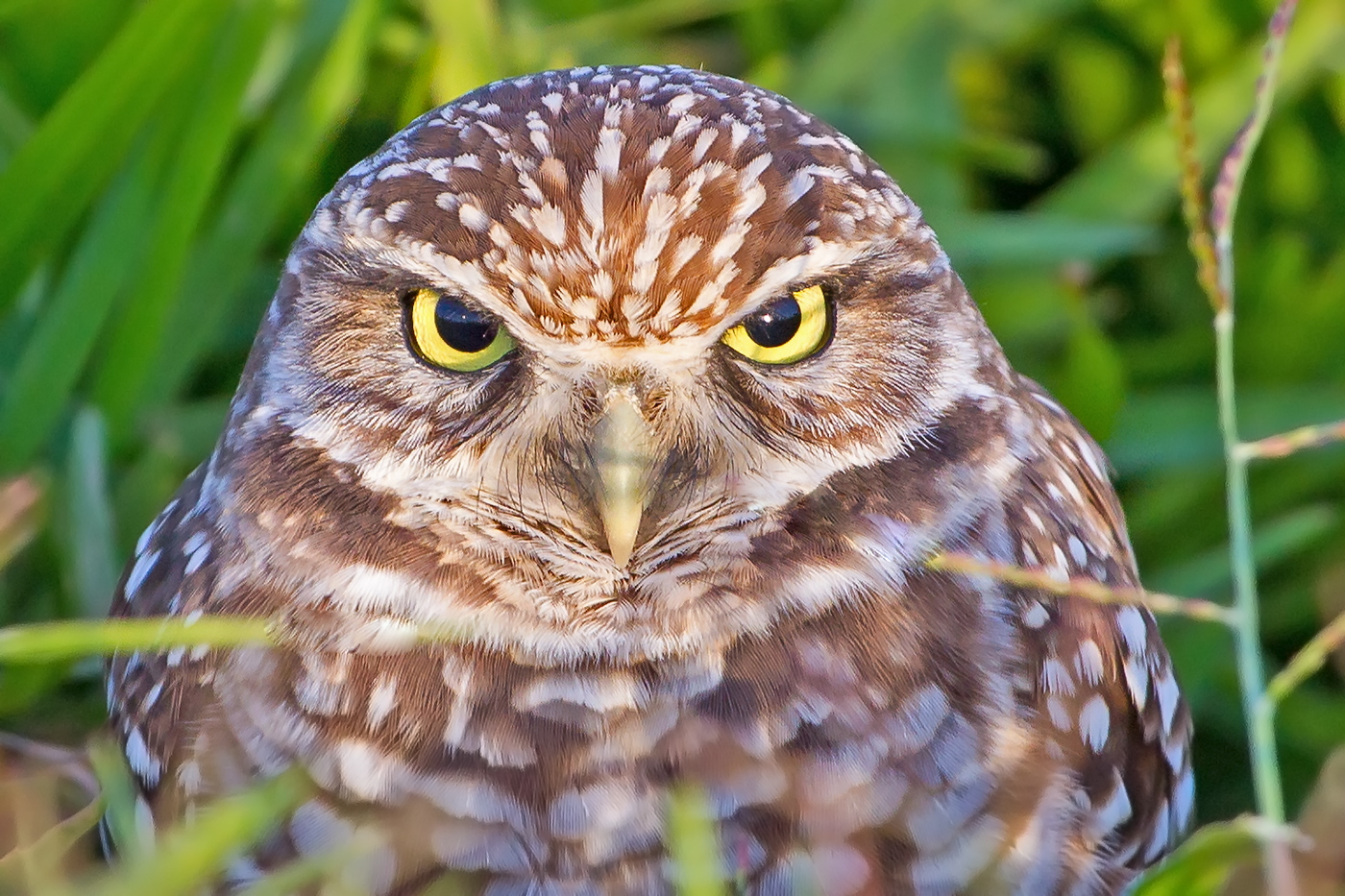 Burrowing Owl Eyes
